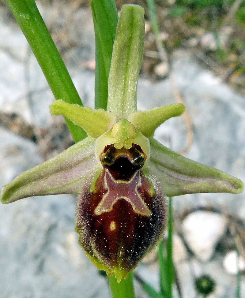 Ophrys exaltata subsp. archipelagi